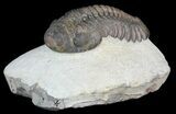 Morocops Trilobite - Nice Eye Facets #46336-3